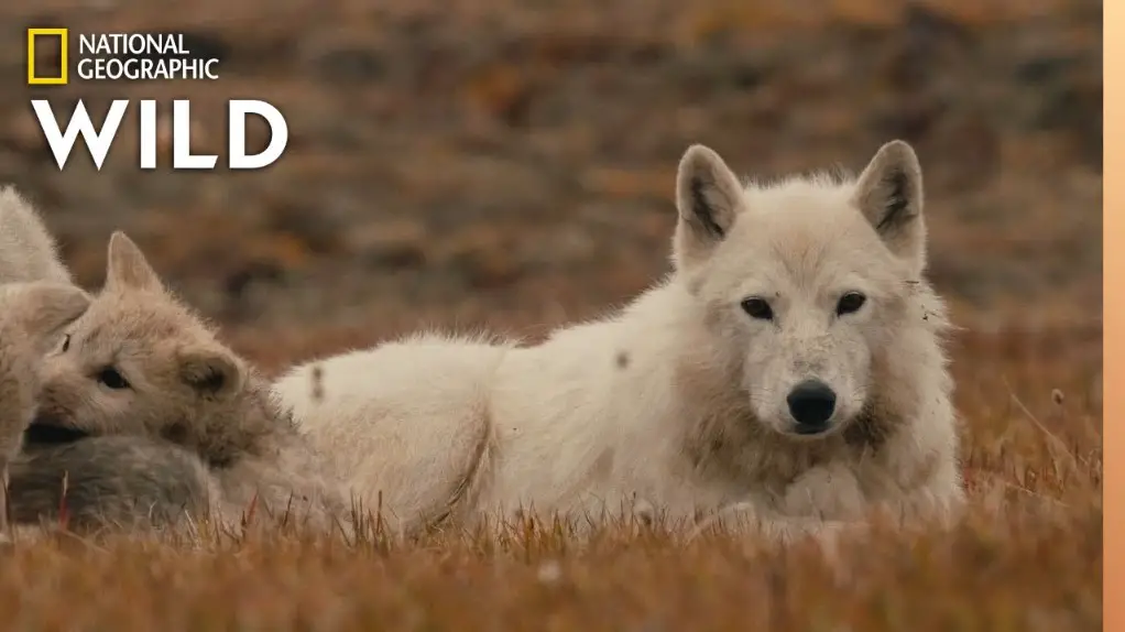 http://bestmoviecast.com/kingdom-of-the-white-wolf-tv-series-2019/
