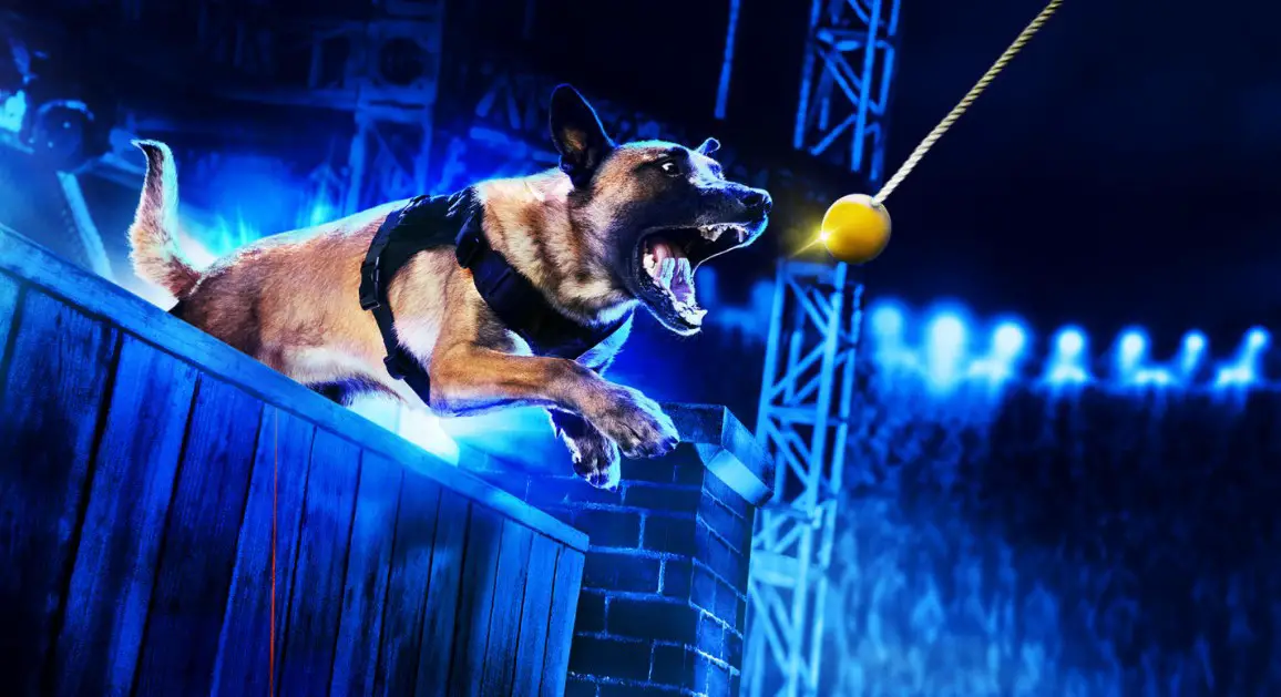 A&E’s new K9 competition series “America’s Top Dog,” brings together top K9 cops and civilian dogs alongside their handlers as they compete nose-to-nose on a massive K9 obstacle course that tests their speed, agility and teamwork.