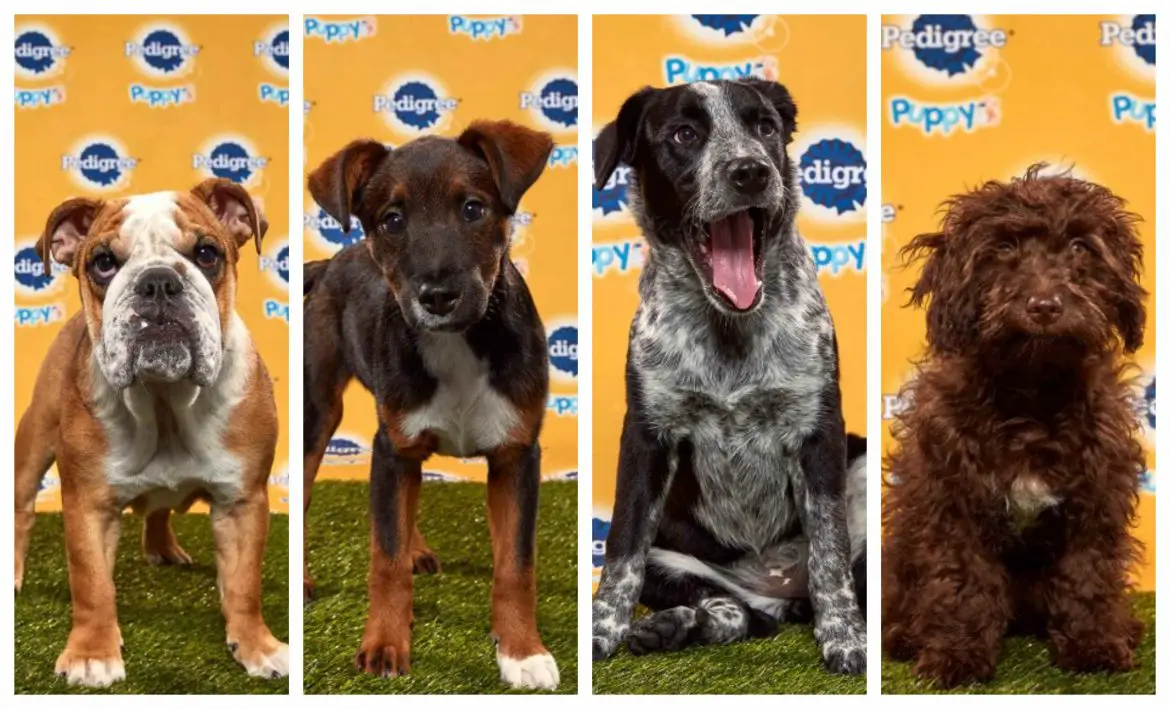 Puppy Bowl XVI (2020) | Cast | And Everything You Need to Know
