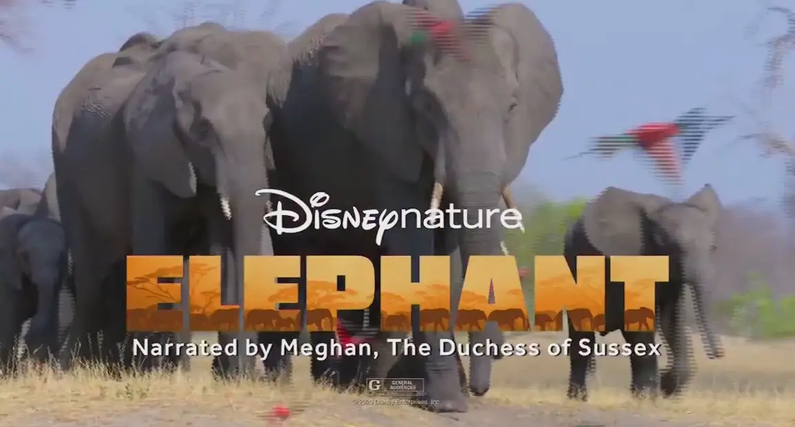 Elephant (2020) Cast, Release Date, Plot, Trailer