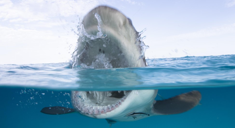 Adam Devine's Secret Shark Lair (2020) Cast, Release Date, Plot, Episodes, Trailer