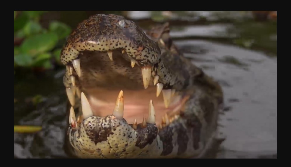 Croc Terror: Man Eating Monster (2020) Cast, Release Date, Plot, Trailer