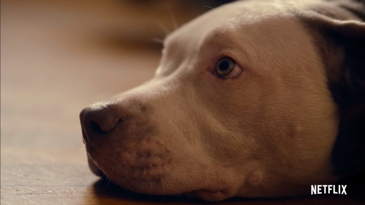 Canine Intervention TV Series (2021) | Cast, Episodes | And Everything You Need to Know