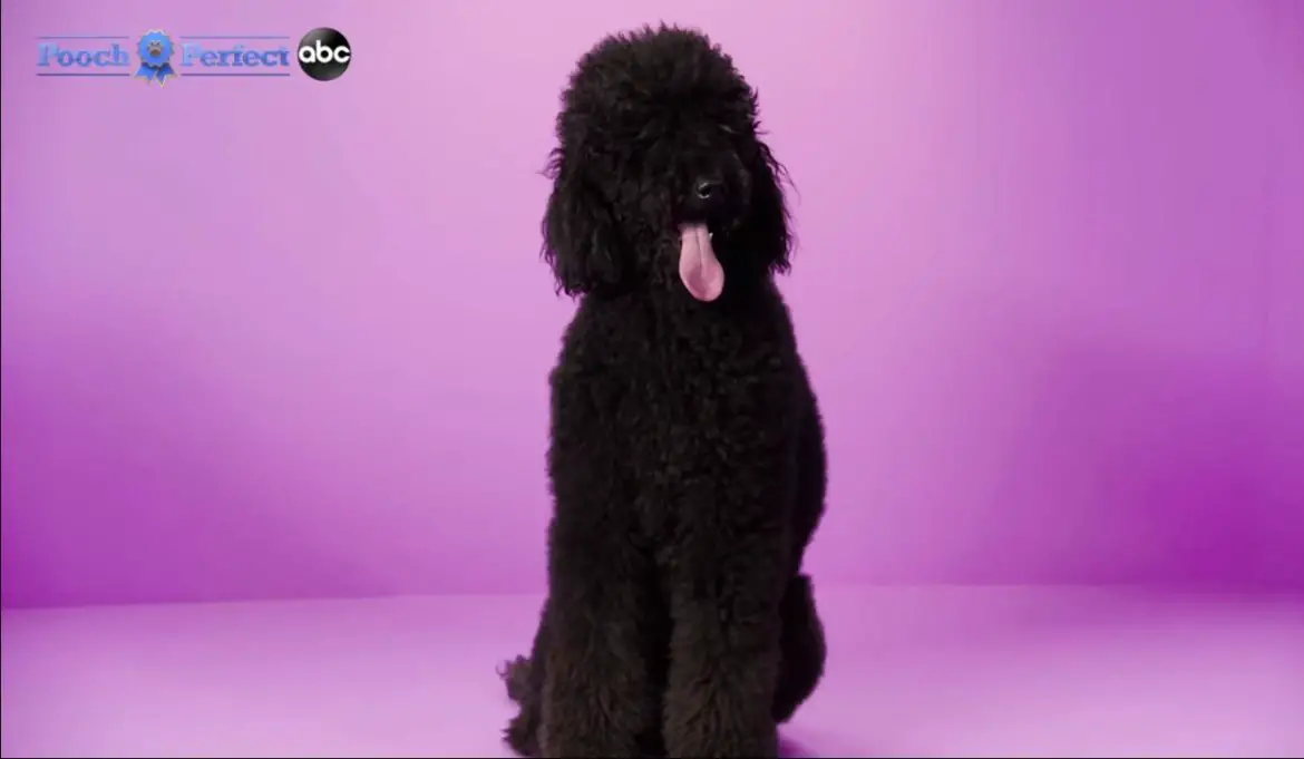 Pooch Perfect TV Series (2021) | Cast, Episodes | And Everything You Need to Know