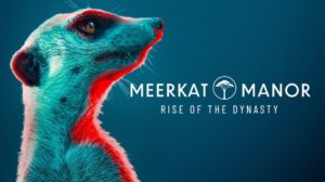 manor meerkat