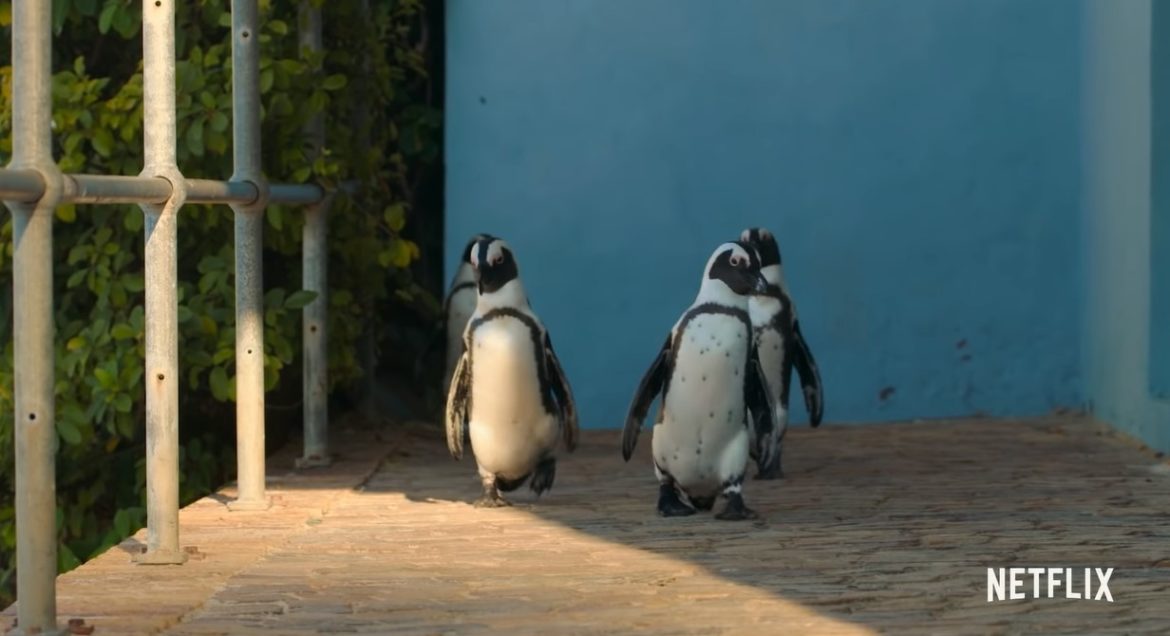 Penguin Town TV Series (2021) | Cast, Episodes | And Everything You Need to Know