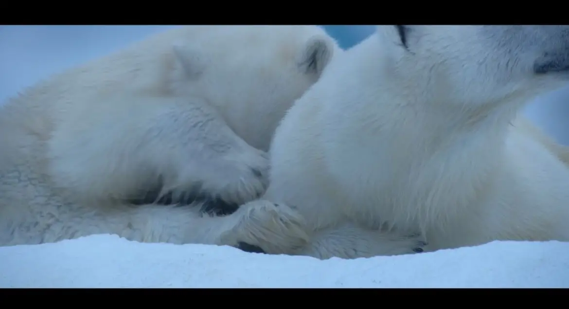 Polar Bear (2022) Cast, Release Date, Plot, Trailer