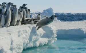 Frozen Planet II TV Series (2023) | Cast, Episodes | And Everything You Need to Know